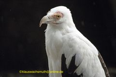 Kintzheim, Volerie des aigles,  Palmgeier (Gypohierax angolensis)