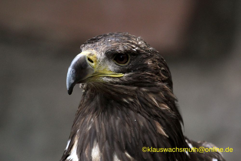 Kintzheim, Volerie des aigles, Raubadler oder Savannenadler (Aquila rapax)