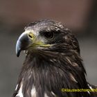 Kintzheim, Volerie des aigles, Raubadler oder Savannenadler (Aquila rapax)