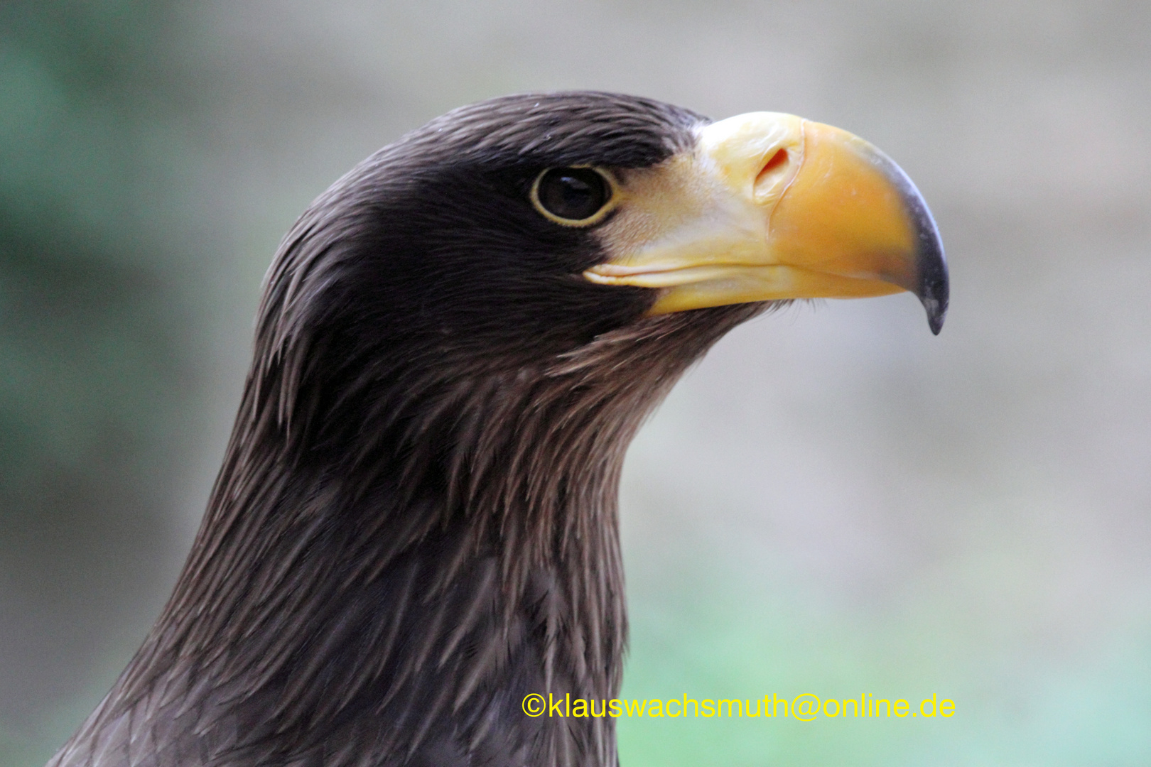 Kintzheim, Volerie des aigles, Riesenseeadler