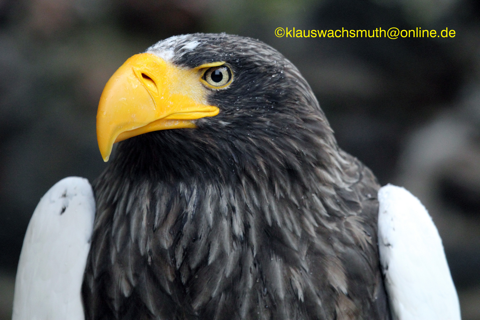 Kintzheim, Volerie des aigles, Riesenseeadler (Haliaeetus pelagicus)