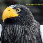 Kintzheim, Volerie des aigles, Riesenseeadler (Haliaeetus pelagicus)