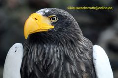 Kintzheim, Volerie des aigles, Riesenseeadler (Haliaeetus pelagicus)