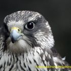 Kintzheim, Volerie des aigles,  Sakerfalke, Saker oder Würgfalke (Falco cherrug)