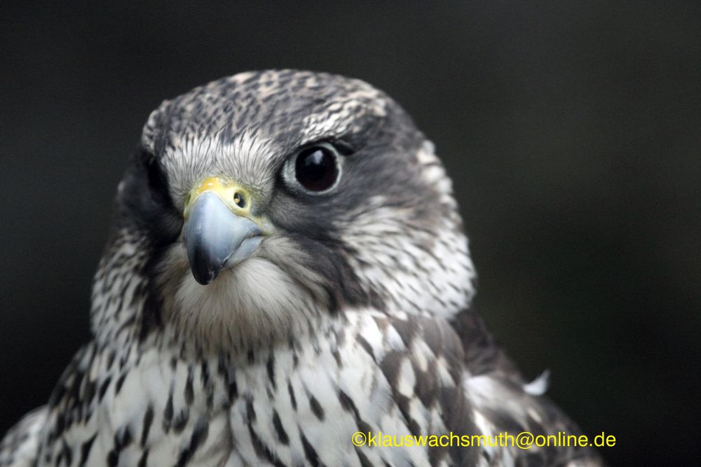 Kintzheim, Volerie des aigles,  Sakerfalke, Saker oder Würgfalke (Falco cherrug)