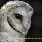 Kintzheim, Volerie des aigles, Schleiereule (Tyto alba)