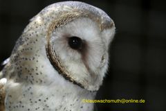 Kintzheim, Volerie des aigles, Schleiereule (Tyto alba)