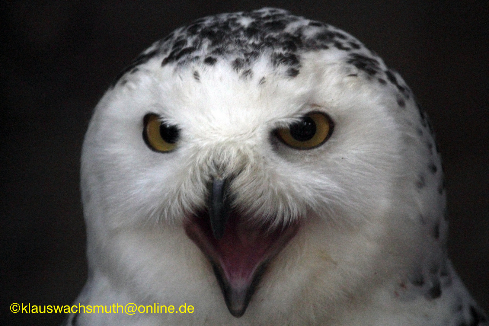 Kintzheim, Volerie des aigles,  Schnee-Eule (Bubo scandiacus)