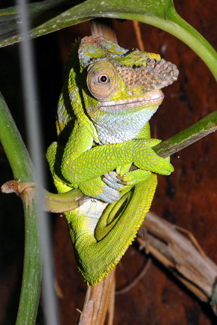 Kinyogia multituberculatum