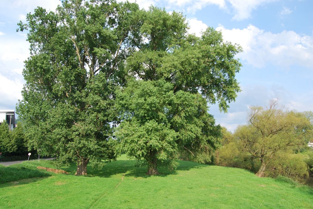 Kinzig im Frühling