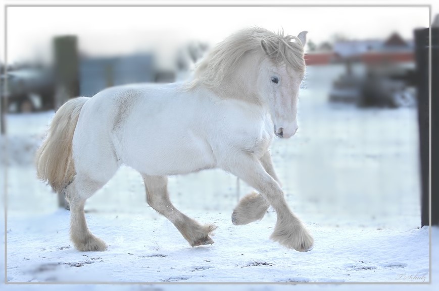 Kiowa im Schnee.. Foto & Bild tiere, haustiere, pferde, esel