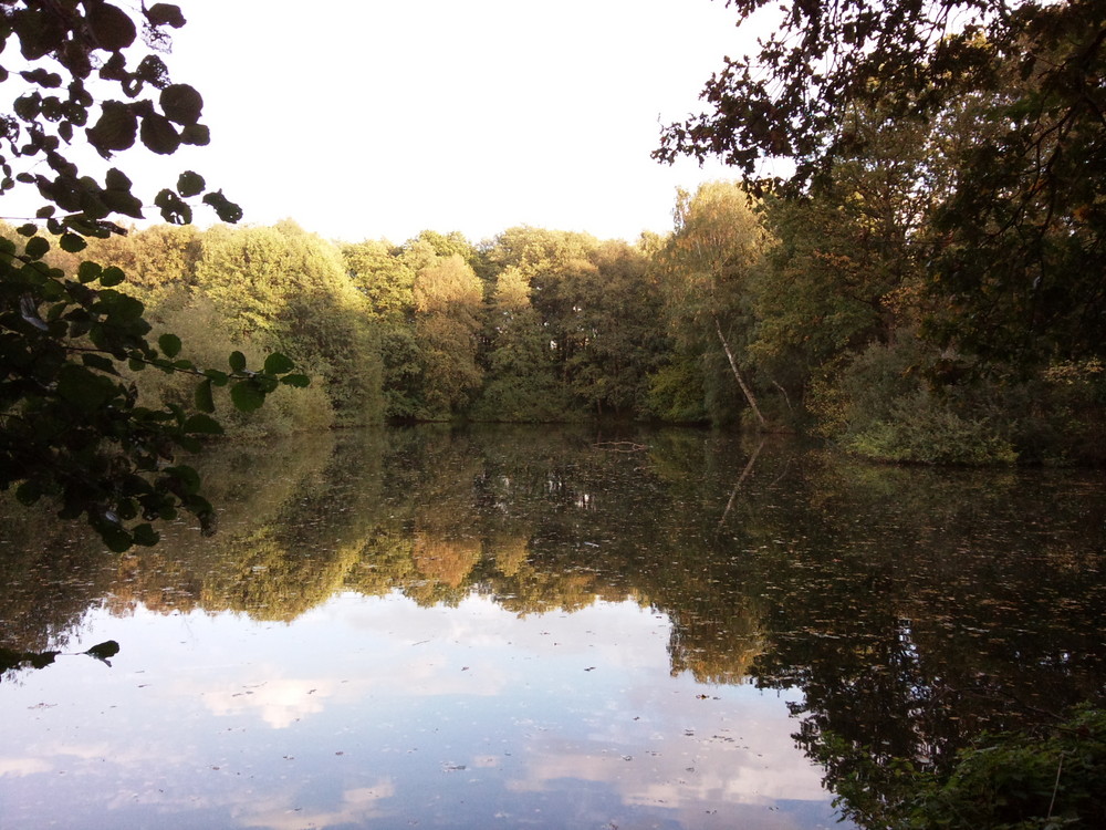 Kipshagener Teich in Schloß HolteStukenbrock (Herbst) Foto & Bild