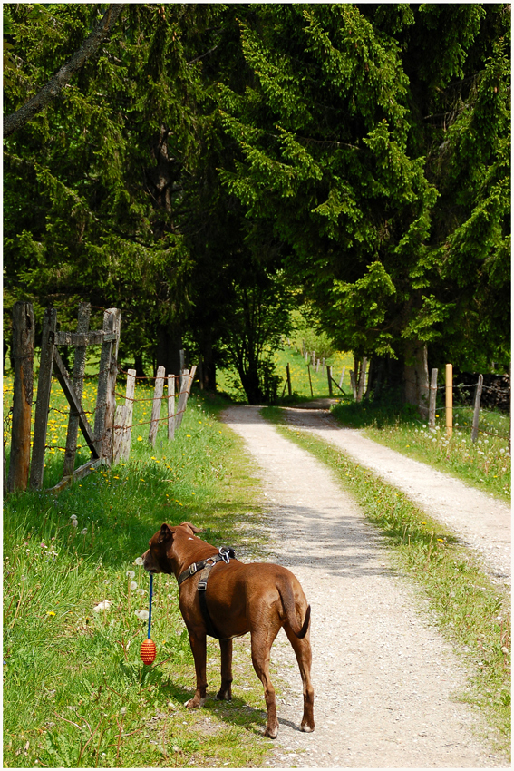 Kira am Narzissenweg