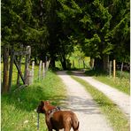 Kira am Narzissenweg