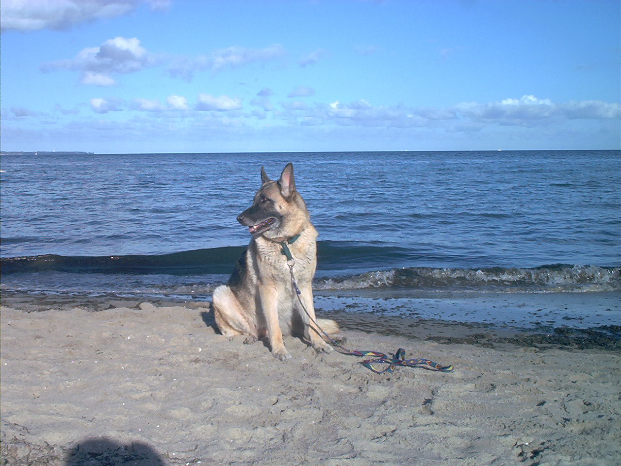 Kira am Strand