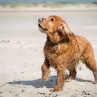 Kira am Strand