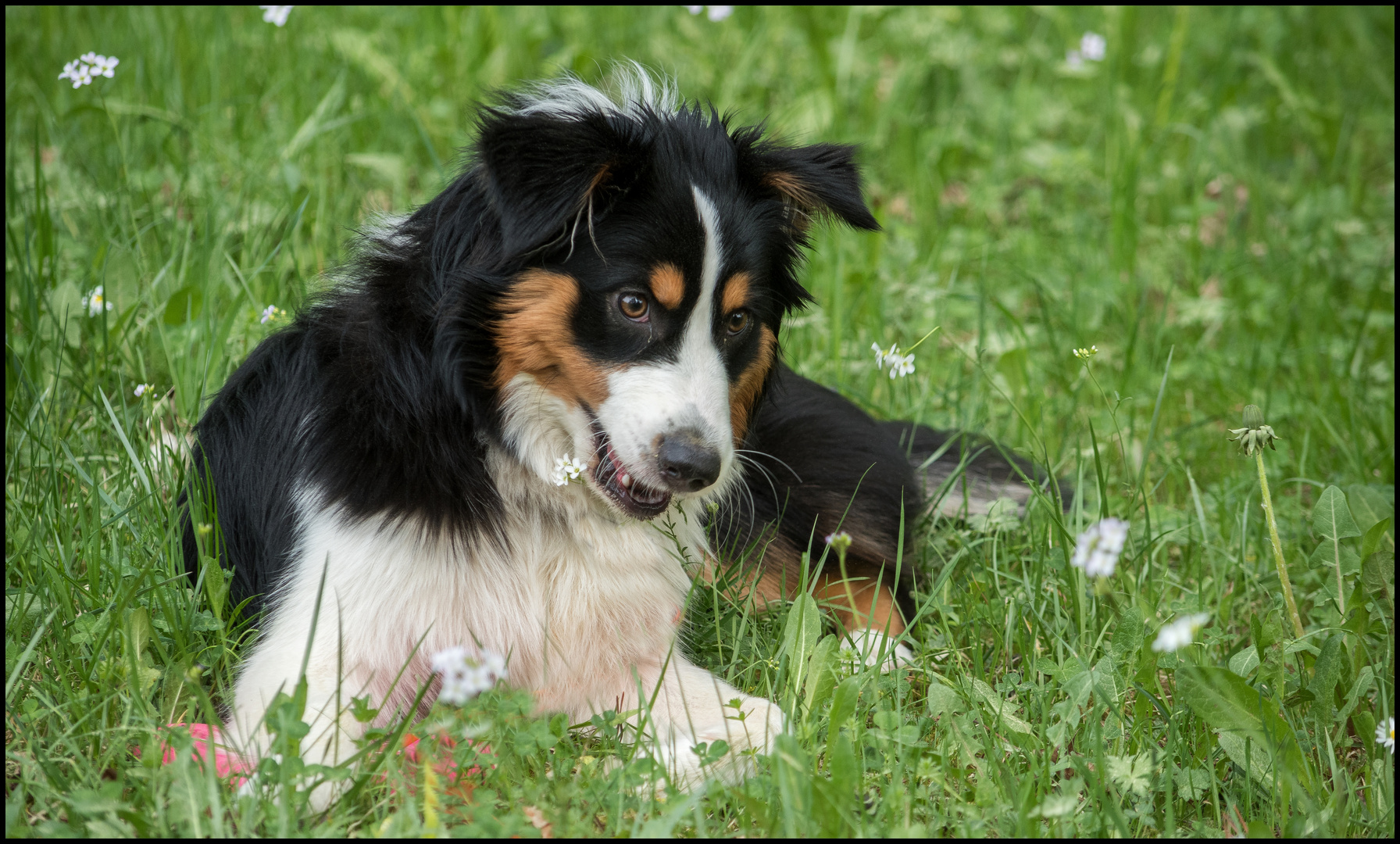 Kira beim Blumen essen