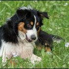 Kira beim Blumen essen