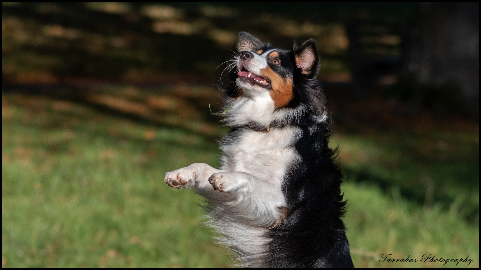 Kira beim Männchen  machen