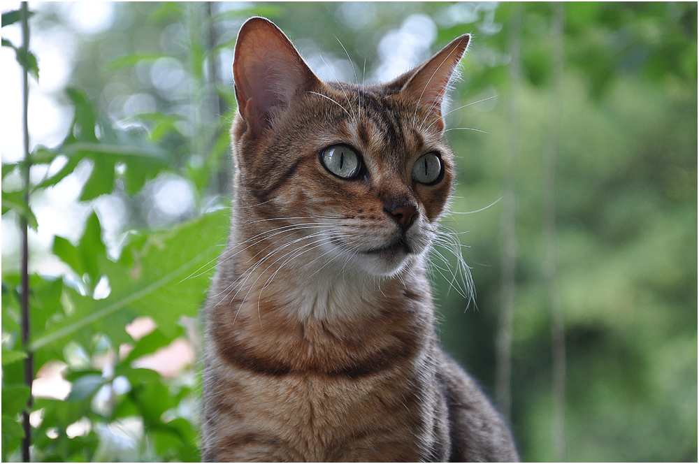 Kira, die Wachkatze ...