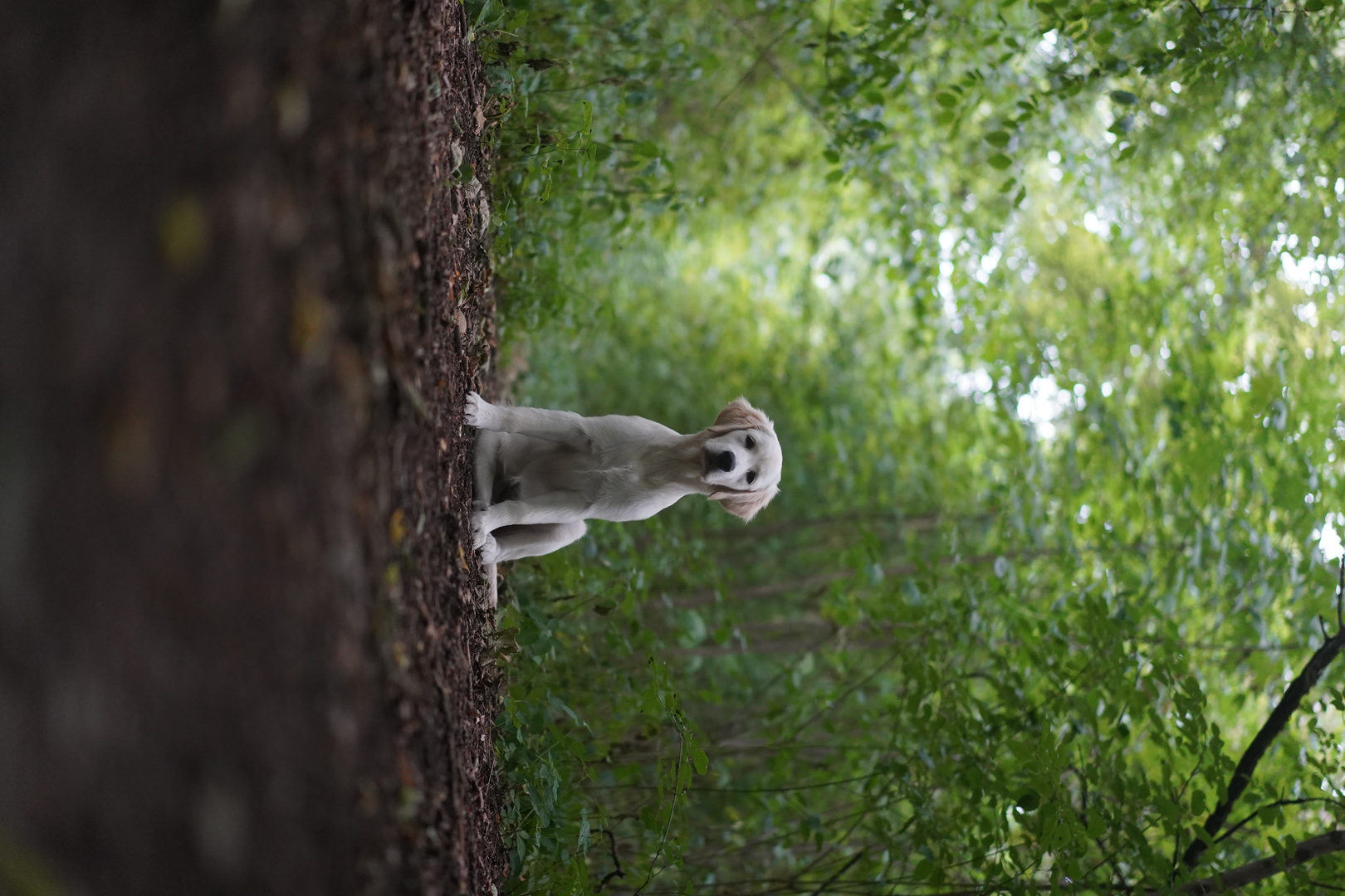 Kira Foto & Bild tiere, haustiere, hunde Bilder auf