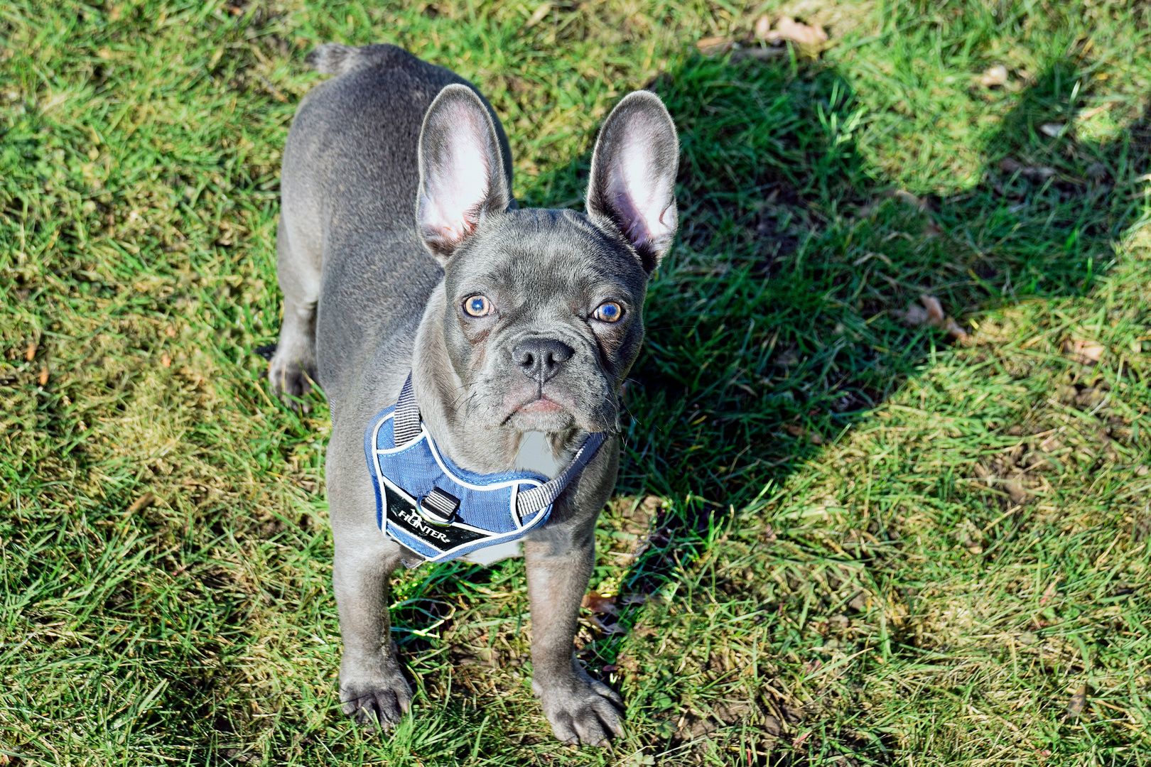 KIRA - Französischen Bulldogge -