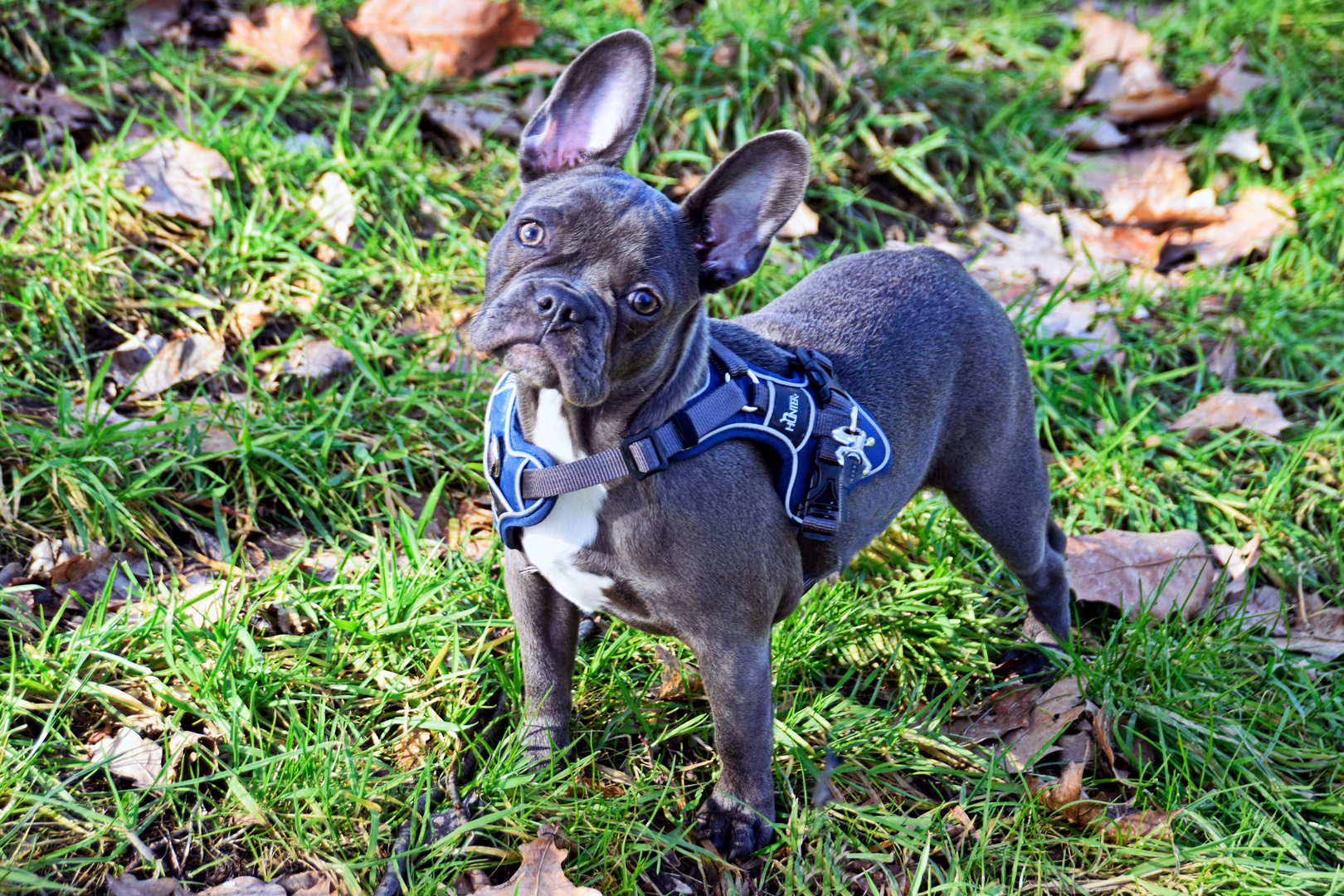 KIRA   - Französischen Bulldogge -