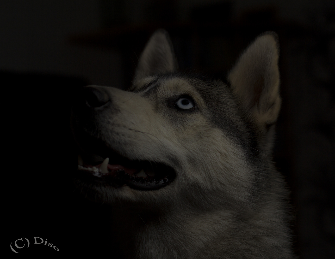 Kira (Husky)