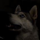 Kira (Husky)