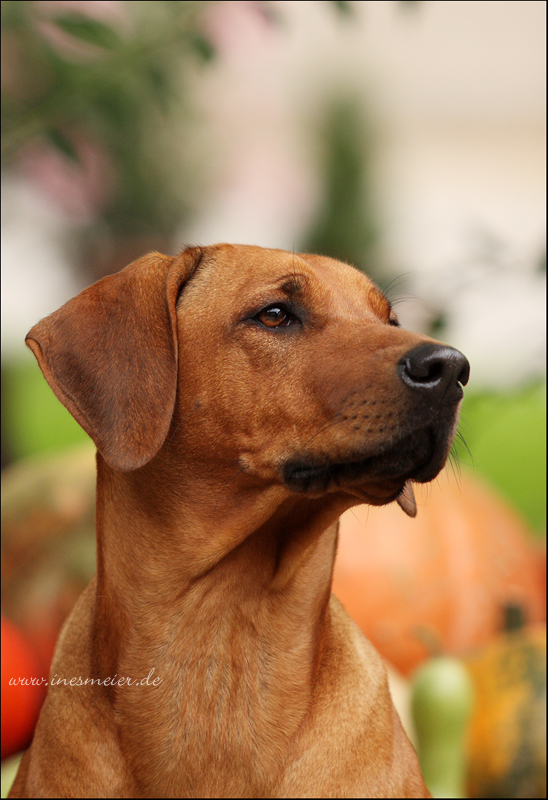 Kira im Herbstlook