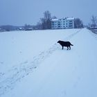 Kira im Schnee