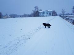 Kira im Schnee