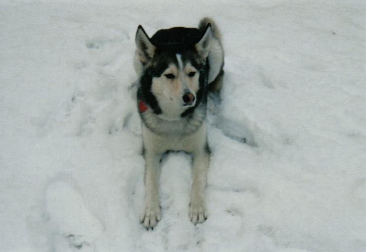 Kira im Schnee