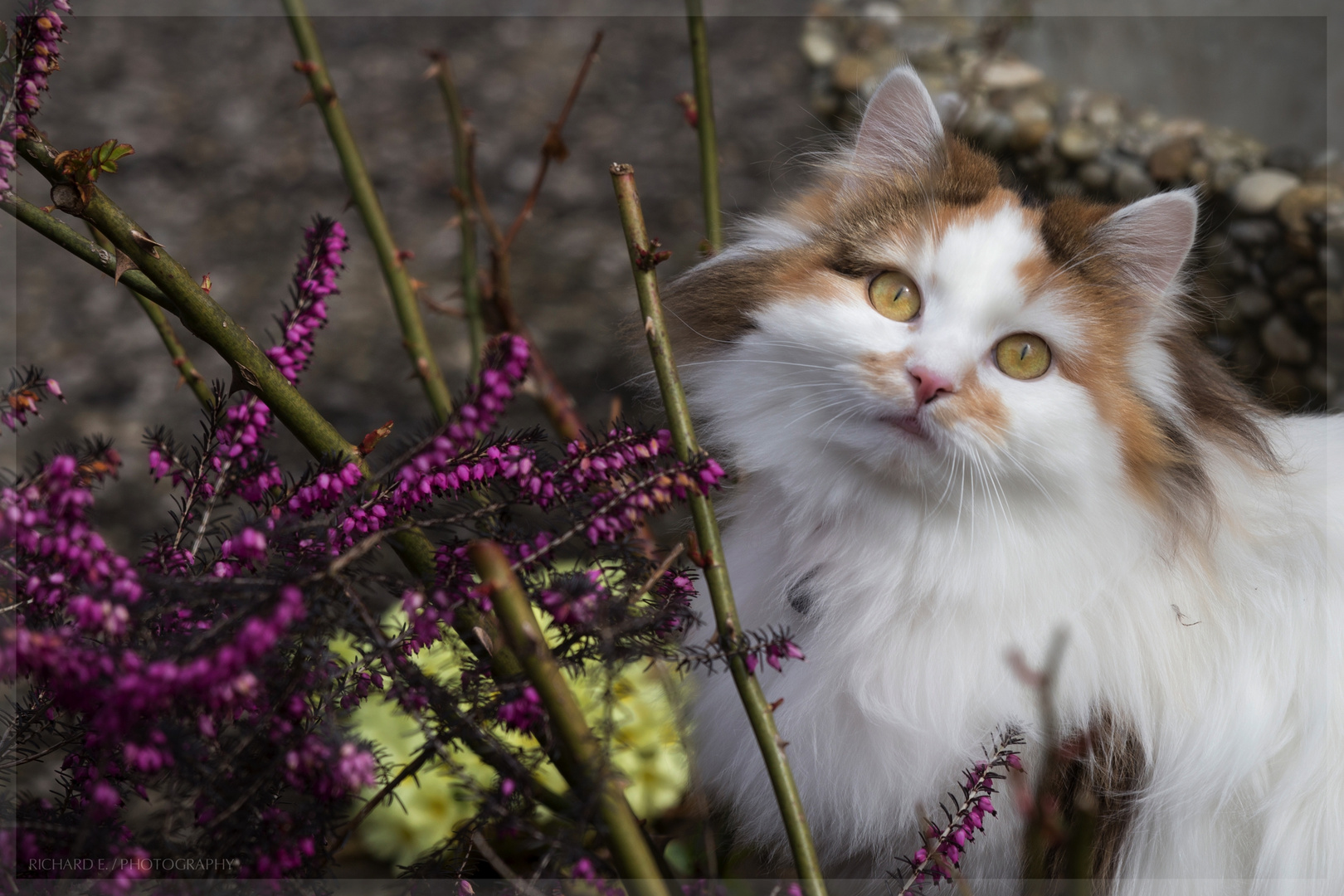 Kira in Nachbars Garten