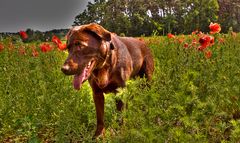 Kira liebt rote Blümchen