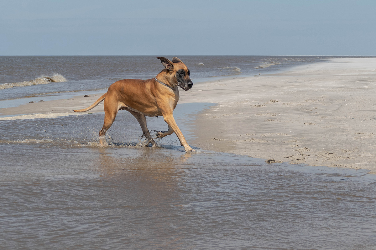 Kira liebt Wasser