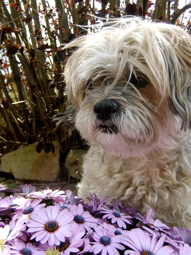 Kira ( Tibet Terrier-Shih Tzu Mischling)