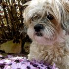 Kira ( Tibet Terrier-Shih Tzu Mischling)