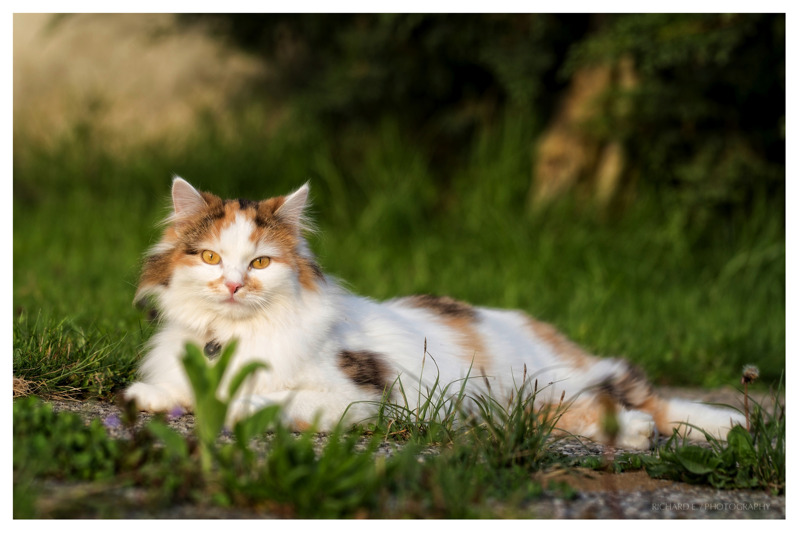 Kira unsere Hauskatze