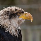 Kira.... Weisskopfseeadler