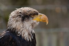 Kira.... Weisskopfseeadler