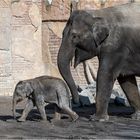 Kiran und Mutter Rani - Asiatische Elefanten