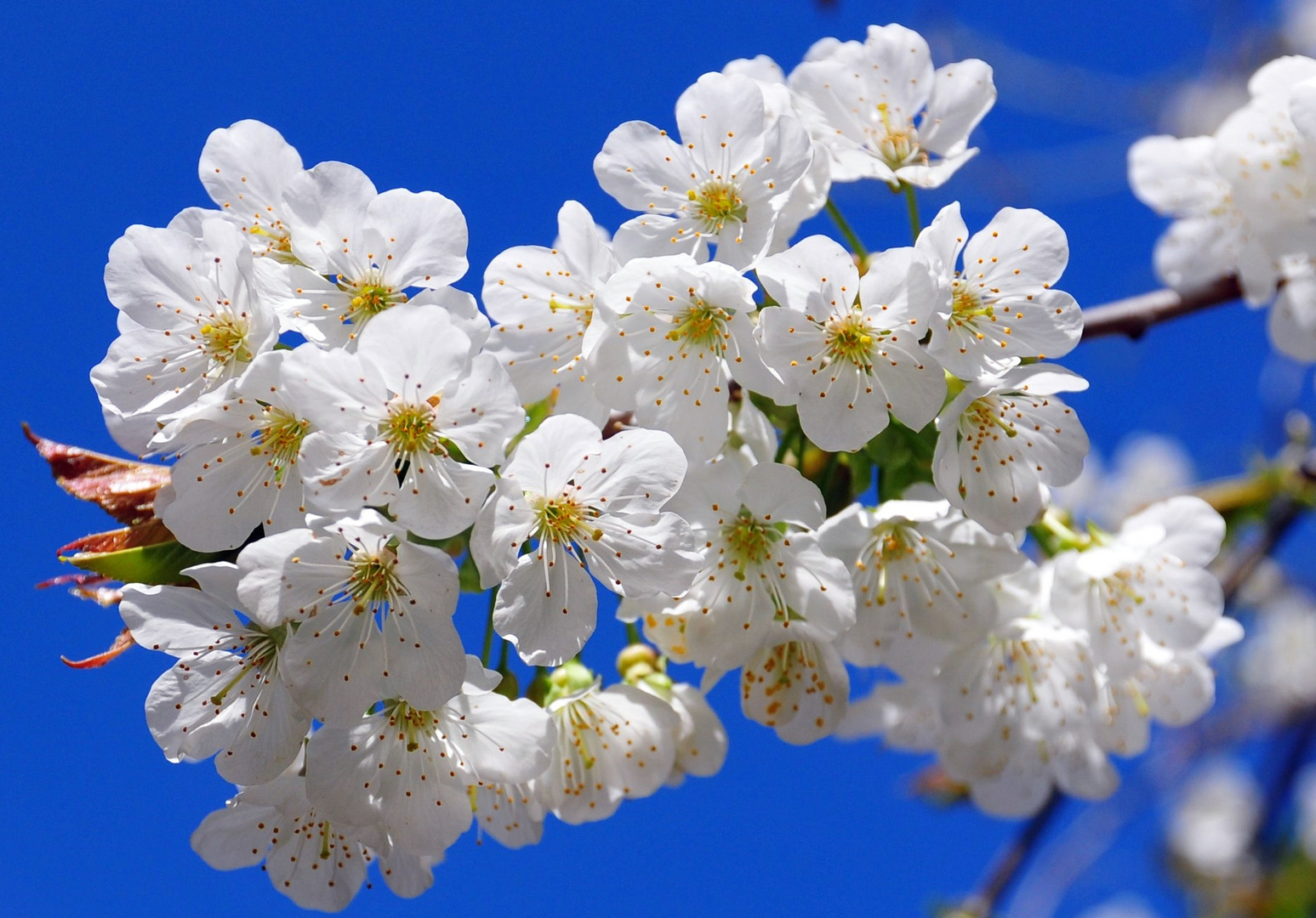 Kirch Baum Blüten am Himmel