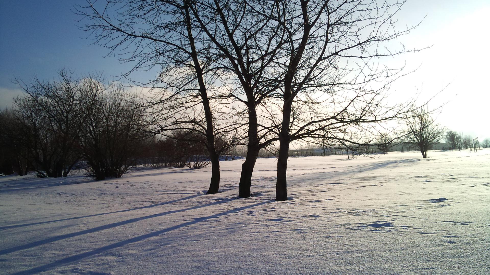 Kirchbäume im Schnee