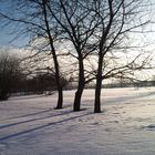 Kirchbäume im Schnee