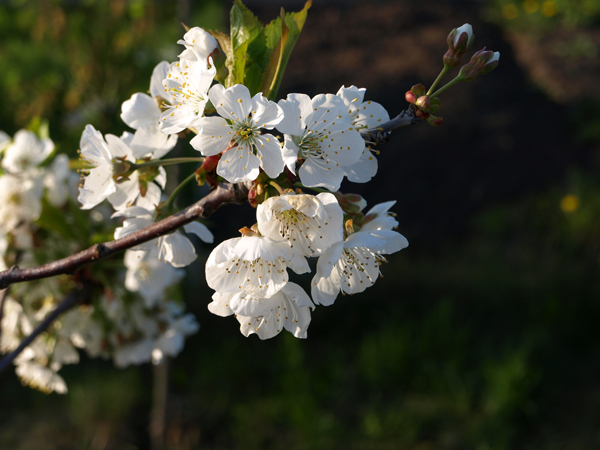 Kirchblüte