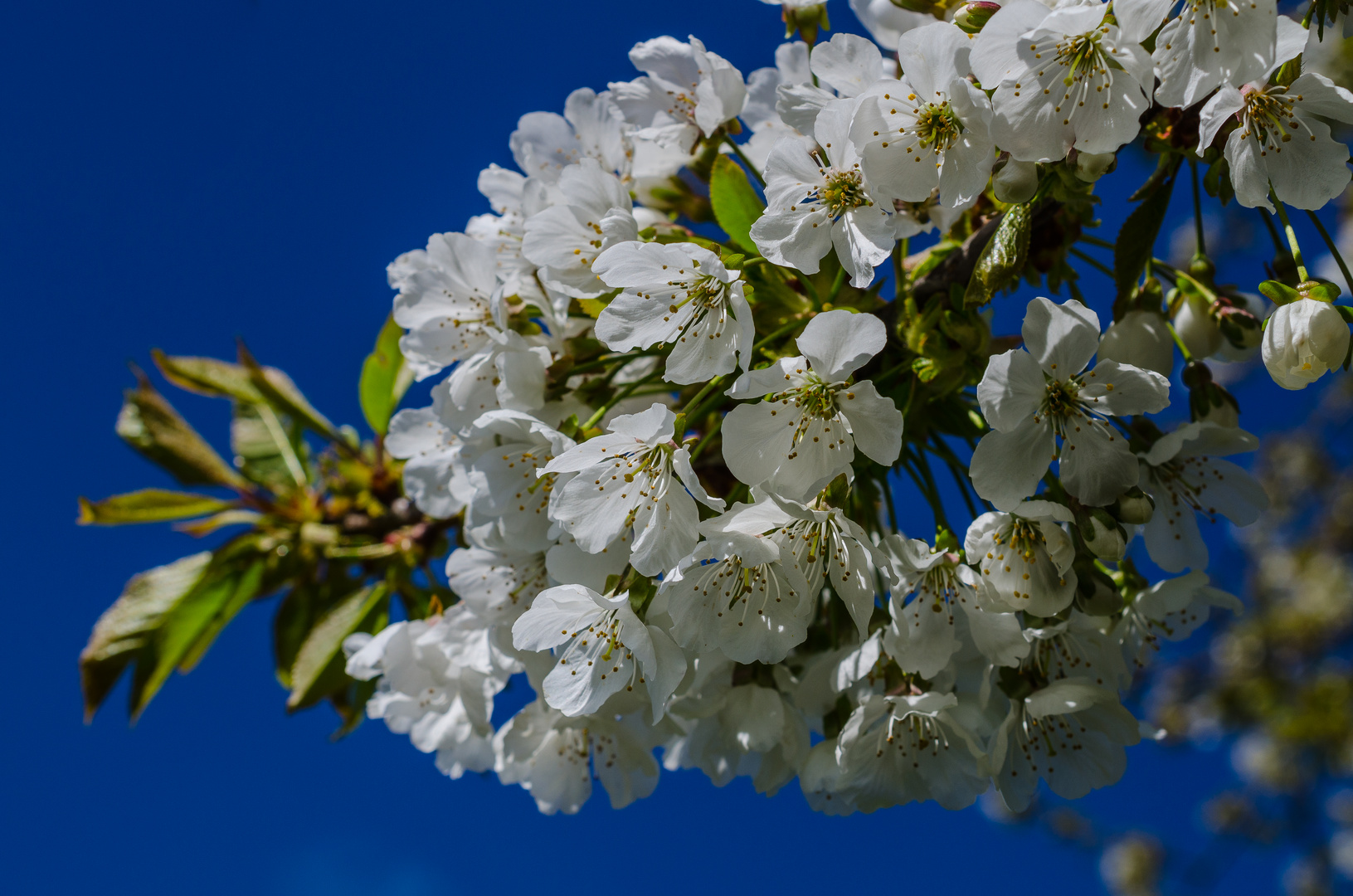 Kirchblüte