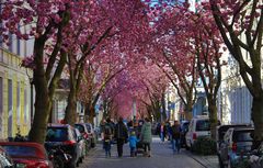 Kirchblüte in Bonn  ©