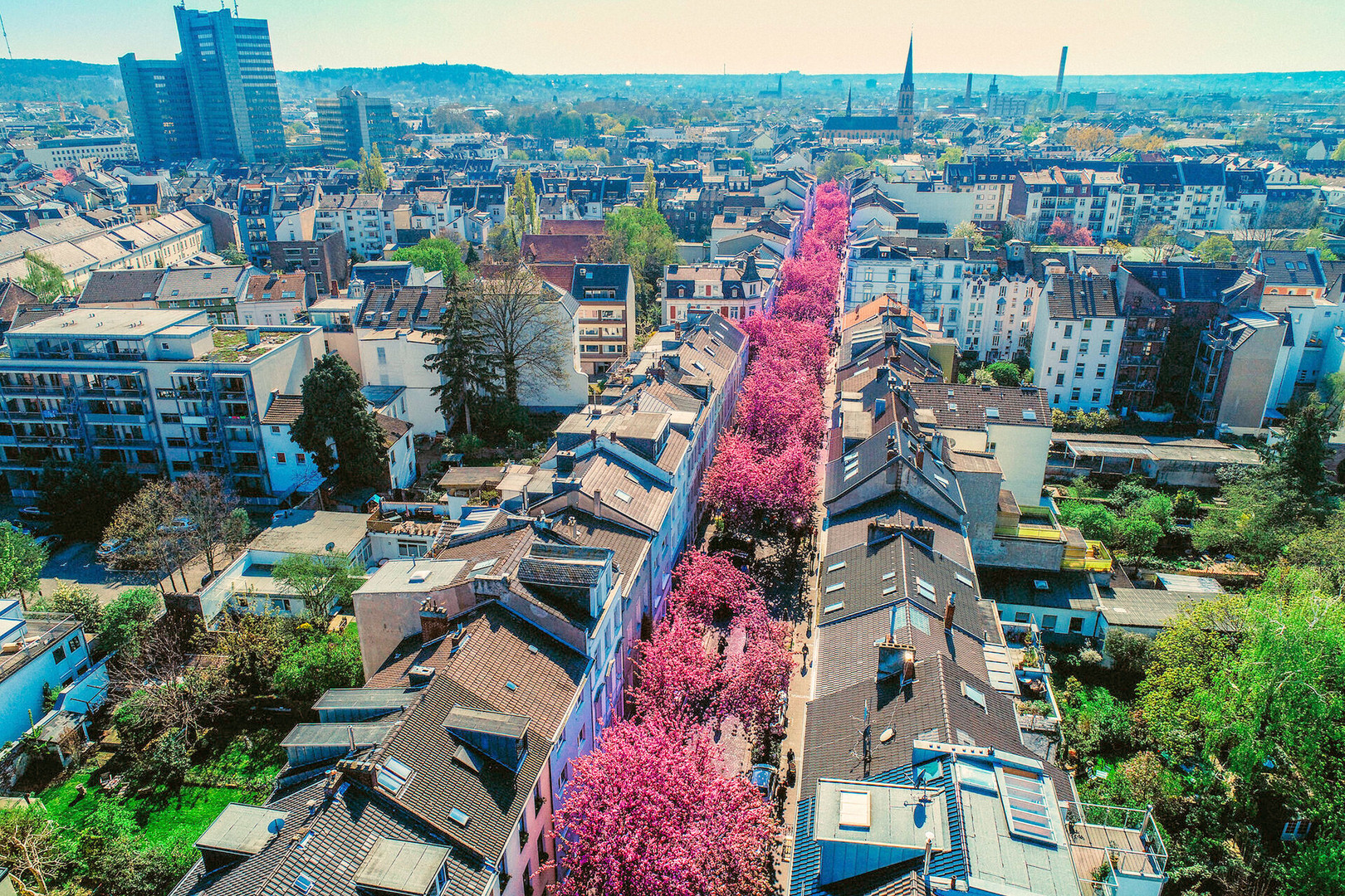 Kirchblüte in Bonn