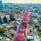 Kirchblüte in Bonn